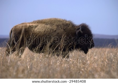 A bison stands among the fading winter grass on the prairie in early spring.