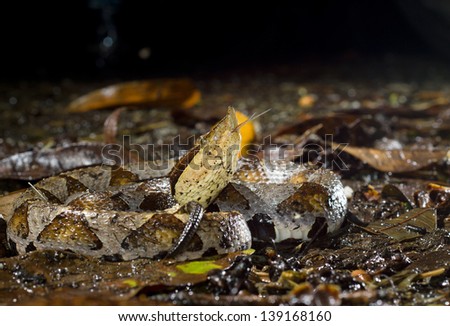 Hundred-pace pit viper (Chinese Moccasin) is putting out its tongue