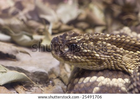 Crotalus adamanteus Eastern Diamondback Snake Head