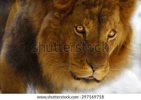 Beautiful Lion male with yellow eyes
