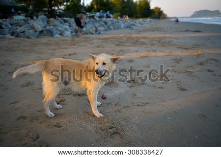 Relaxing dog at the beach.