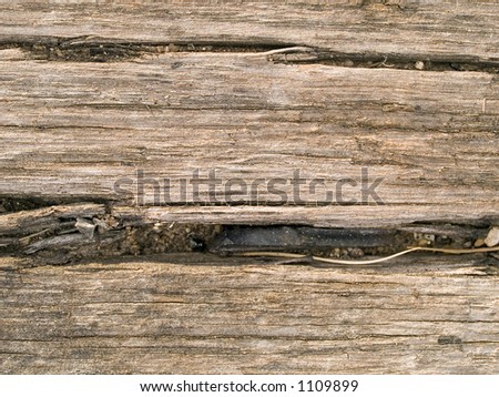 Stock macro photo of the texture of wood grain.  Useful for abstract backgrounds and layer masks.