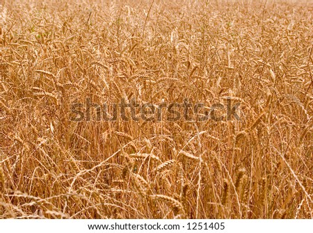 A field of wheat, up close at a low angle, medium DOF.