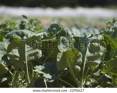 leafy green vegetables at an organic farm.
