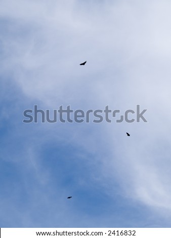 Stock photo of birds circling in a magnificent blue sky with feathery white clouds.