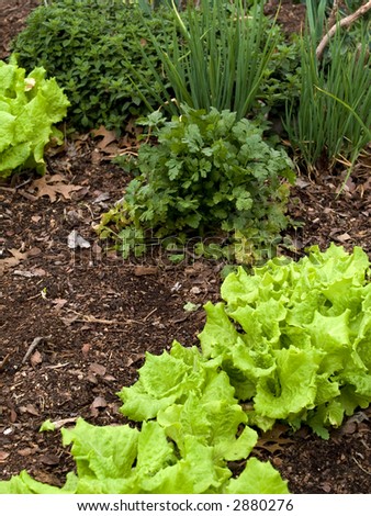 Stock photo of assorted vegetables growing in an organic vegetable garden.