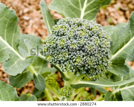 stalks of broccoli