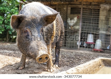 Dirty Large Black Pig in the farm