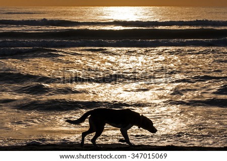 Silhouette of lonely dog walking along water edge at sunrise or sunset