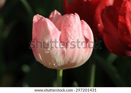 Tulips bloom brightly in the morning after rain.