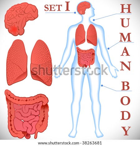 human body parts. Vector human body parts.