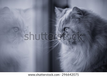 Black and white fluffy persian cat looking through the window