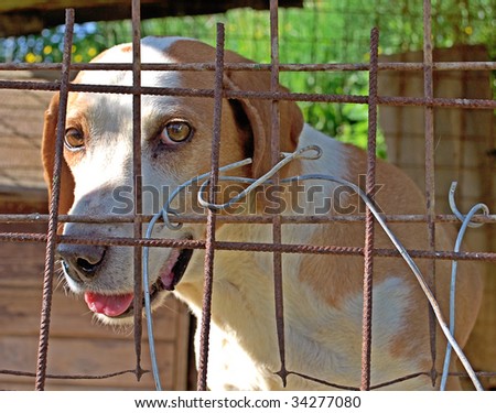 Dog behind the wire