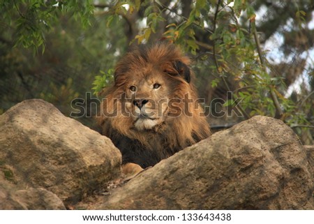 Lion on rocks