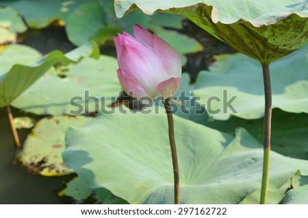 lotus / Detail of Lotus Pond