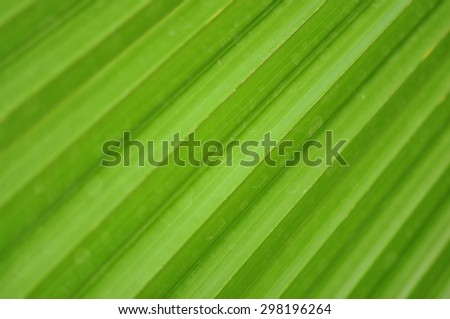 Palm Tree Leaf Closeup / Close up photo of a green palm tree leaf. Texture, lines and veins are visible