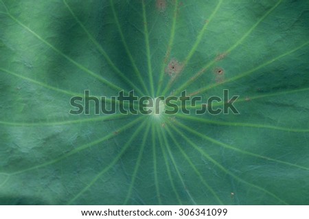 Lotus leaf / Lotus leaf closeup