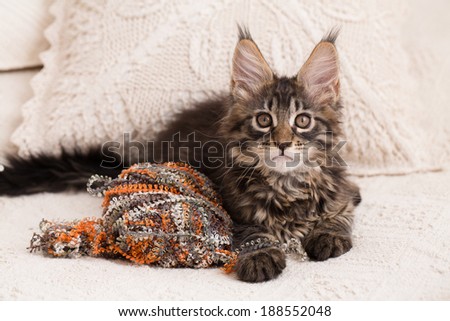 Maine coon little cat at home interior