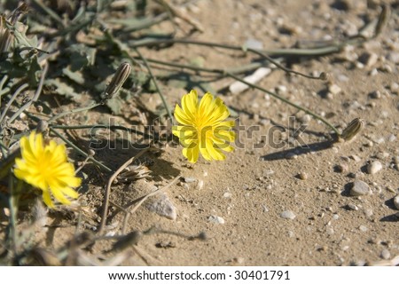 beautiful yellow flower in desert