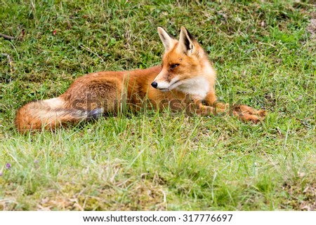 Red Fox laying in grass.