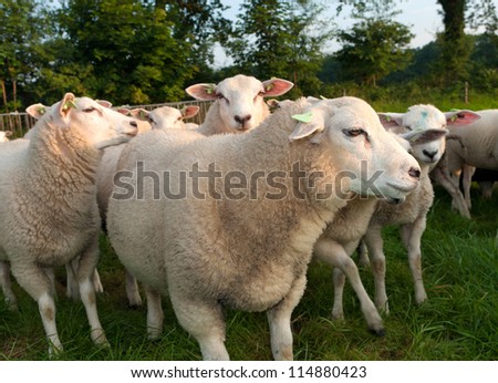 herd of sheep in a dutch meadow