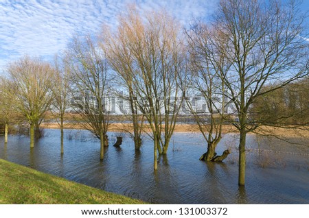 trees standing in the water in winter time along the IJssel river in the Netherlands