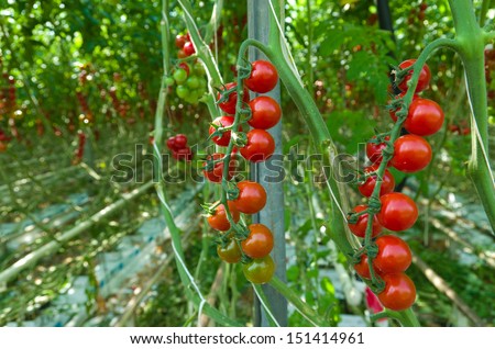 cultivation of tomatoes in a commercial greenhouse in Klazienaveen, netherlands