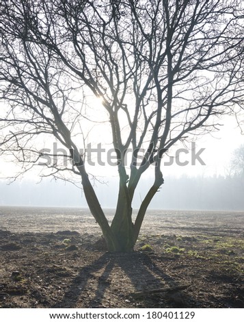 silhouette of a tree in winter time