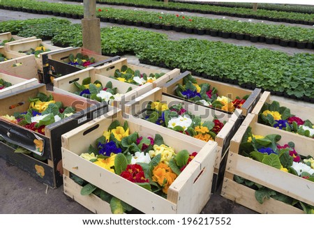 crates with primula flowers in a greenhouse ready for sale