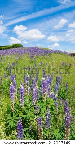 field with purple lupine flowers under a blue sky