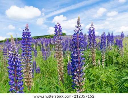 field with purple lupine flowers under a blue sky