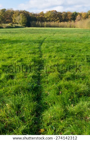 deer trail through a meadow