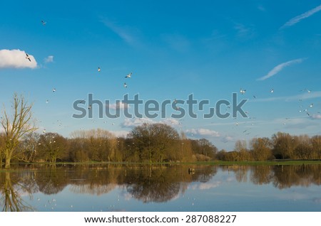 flock of birds flying above the floodplains of a small river in the netherlands