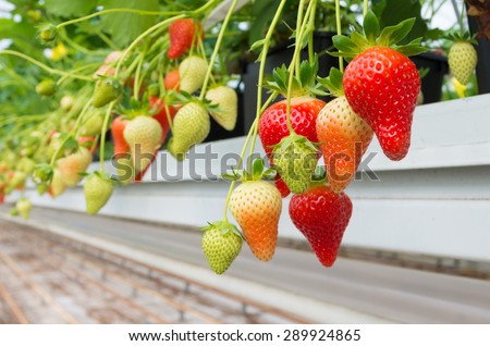 cultivation of strawberries in a commercial greenhouse