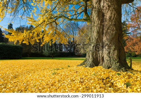 ginkgo tree or japanese walnut tree in yellow autumn colors