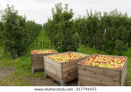 wooden crates full of ripe apples during the annual harvesting period in the betuwe, netherlands