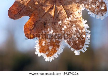 oak leave covered with frost