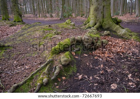 large overground roots of a beech tree