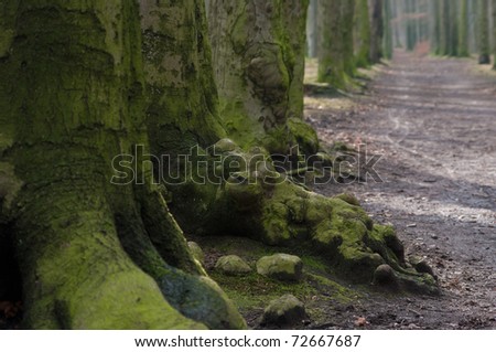 large overground roots of a beech tree