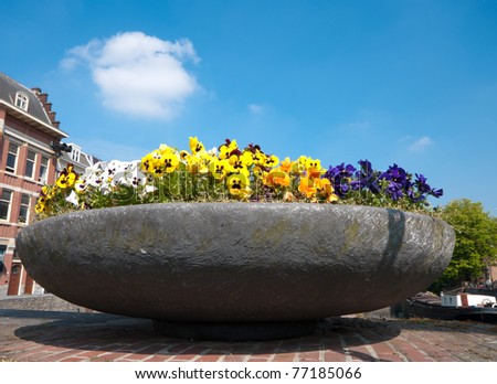 large planter with pansies in different colors in the streets of delfshaven, netherlands