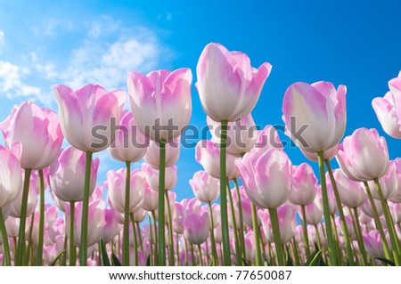 beautiful pink tulips against blue sky in the Noordoostpolder, netherlands