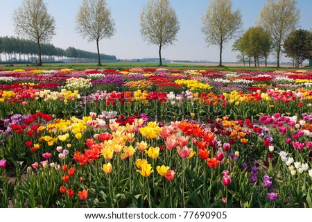 garden with hundreds of different kinds of tulips