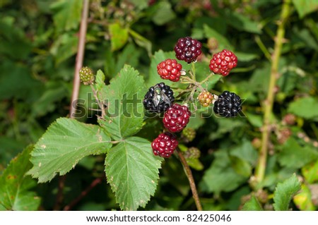blackberry bush with ripe and unripe berries and also a fly eating from one