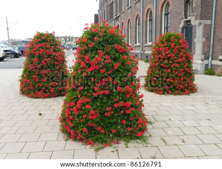 beautiful red flowers in three large public planters