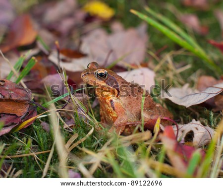 common frog or european brown frog perfectly camouflaged between the autumn leaves