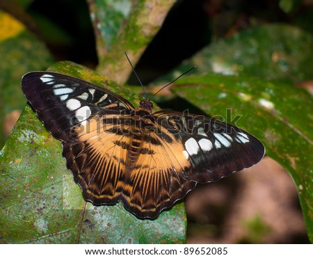 beautiful butterfly sitting on a large tropical leave