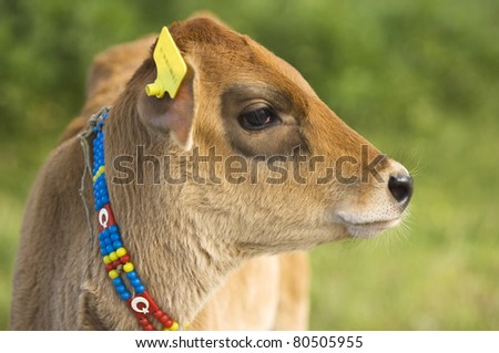 Turkish young cow calf in the meadow. A calf in a green pasture showing a large yellow identification ear tag.