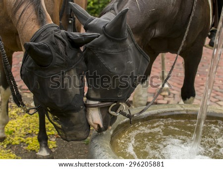 Two horses are stopping by a water fountain in a park. They began to show each other affection through their bug nets.