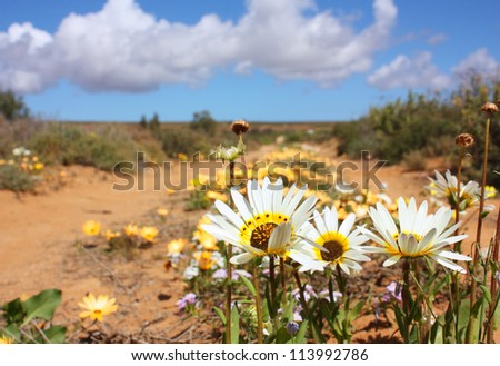 Spring landscape with flowers on a dirt road and a partly cloudy blue sky ahead