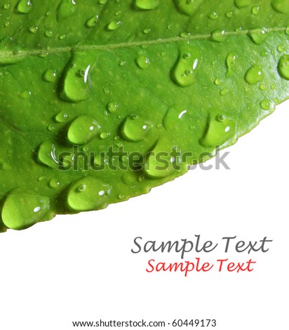 Water droplets on leaf with space for text